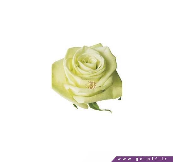 گل برای کادو - گل رز هلندی گرین تی - Rose | گل آف